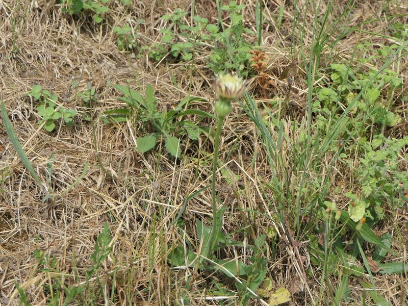 Urospermum dalechampii, photographed by Pete Bradshaw