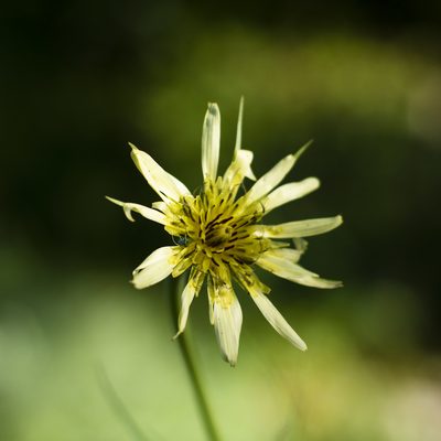 Tragopogon dubius, photographed by Vasily Moryashkin
