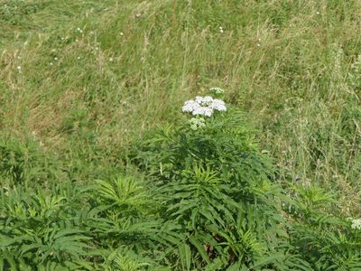 Sambucus ebulus, photographed by Pete Bradshaw