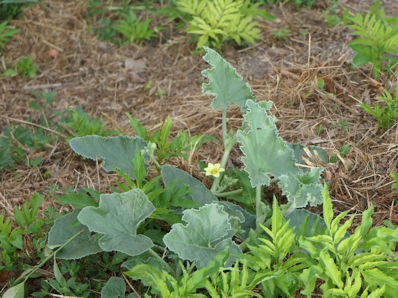 Ecballium elaterium, photographed by Pete Bradshaw