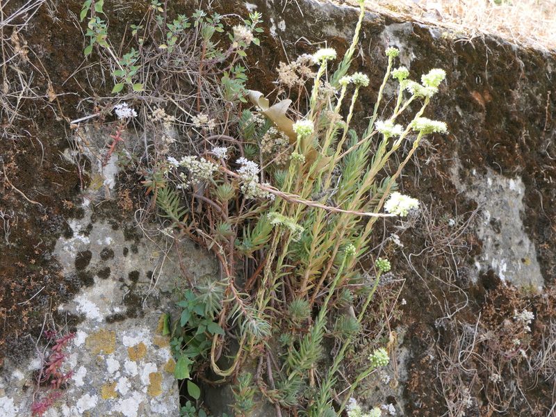 Petrosedum sediforme, photographed by Pete Bradshaw