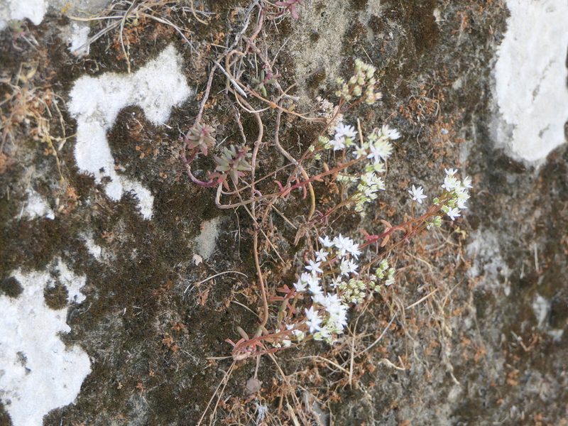 Sedum album, photographed by Pete Bradshaw