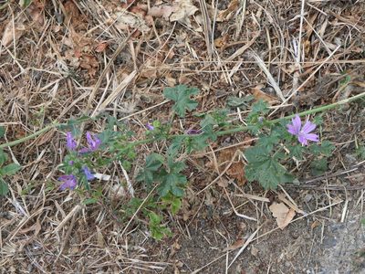 Malva sylvestris, photographed by Pete Bradshaw
