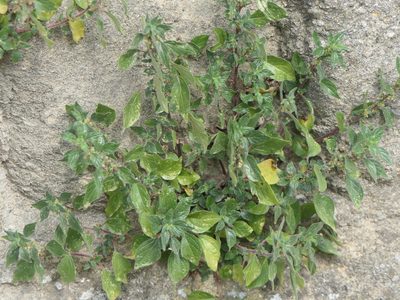 Parietaria judaica, photographed by Pete Bradshaw