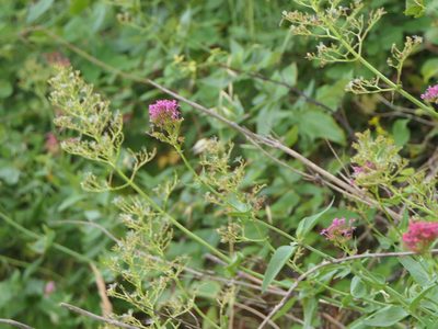 Valeriana rubra, photographed by Pete Bradshaw