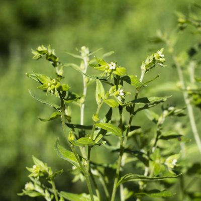 Lithospermum officinale, photographed by Vasily Moryashkin
