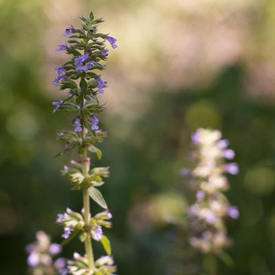 Dracocephalum thymiflorum, photographed by Vasily Moryashkin