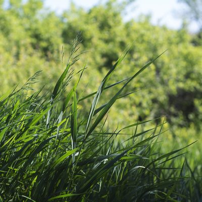 Bromus inermis, photographed by Vasily Moryashkin