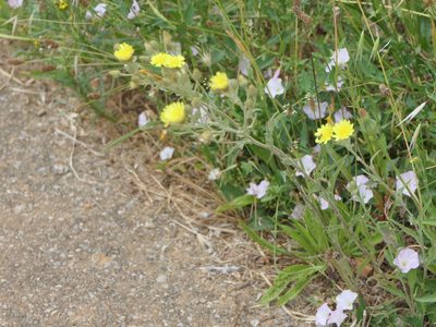 Andryala integrifolia, photographed by Pete Bradshaw