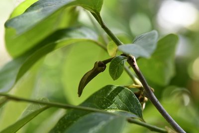 Annona cherimola, photographed by Neptalí Ramírez Marcial