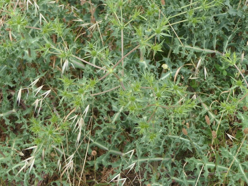 Eryngium campestre, photographed by Pete Bradshaw