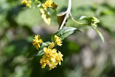 Perymenium ghiesbreghtii, photographed by Neptalí Ramírez Marcial