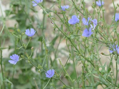 Cichorium intybus, photographed by Pete Bradshaw