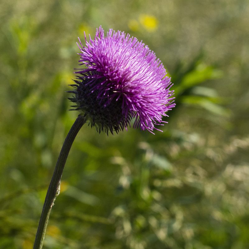 Carduus uncinatus, photographed by Vasily Moryashkin