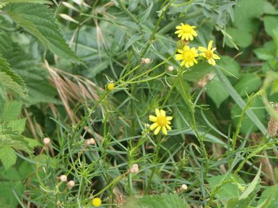 Senecio inaequidens, photographed by Pete Bradshaw