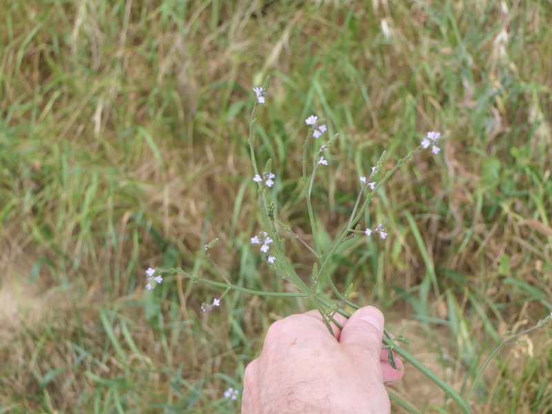 Verbena officinalis, photographed by Pete Bradshaw