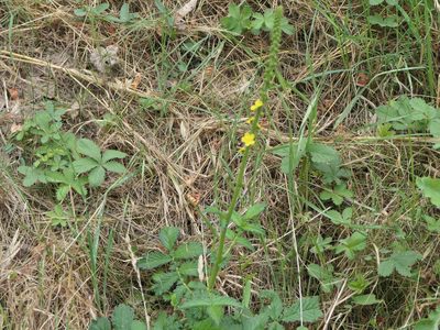 Agrimonia eupatoria, photographed by Pete Bradshaw