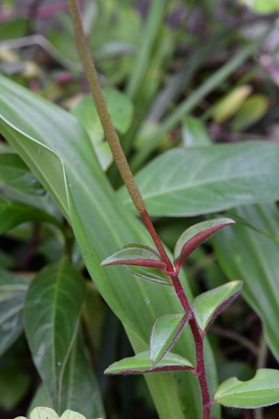 Peperomia consoquitlana, photographed by Neptalí Ramírez Marcial