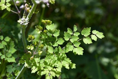 Thalictrum guatemalense, photographed by Neptalí Ramírez Marcial