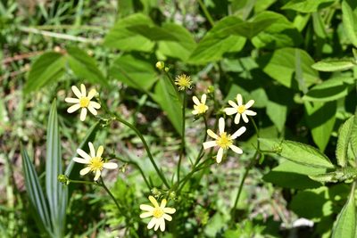 Ranunculus petiolaris, photographed by Neptalí Ramírez Marcial