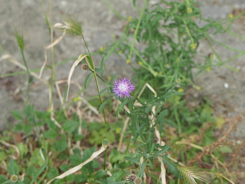 Centaurea aspera, photographed by Pete Bradshaw