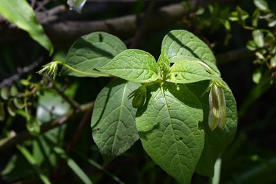Lycianthes ciliolata, photographed by Neptalí Ramírez Marcial