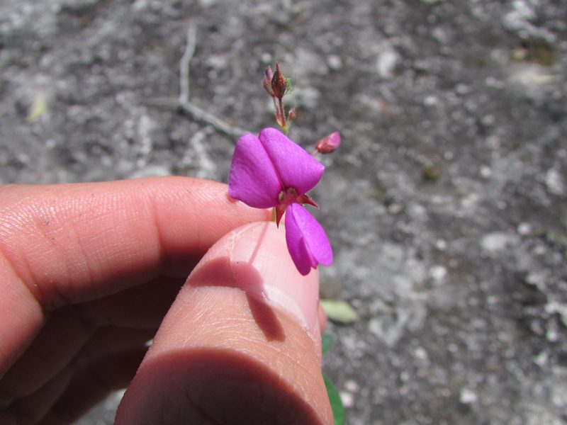 Desmodium grahamii, photographed by Carlos Martorell