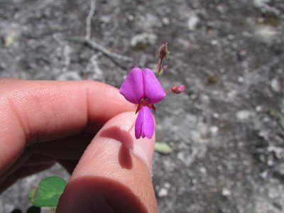 Desmodium grahamii, photographed by Carlos Martorell