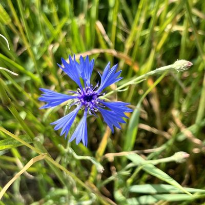 Centaurea cyanus, photographed by Petr Harant