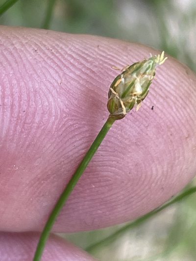 Eleocharis tuberculosa, photographed by Becky Dill