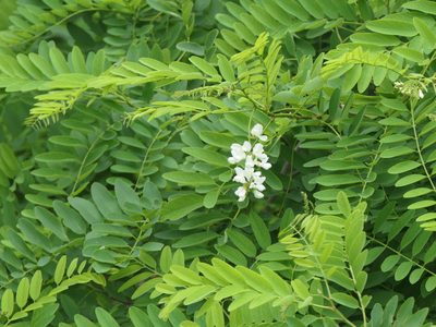 Robinia pseudoacacia, photographed by Pete Bradshaw