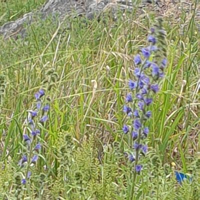 Echium vulgare, photographed by Cilla Moerman