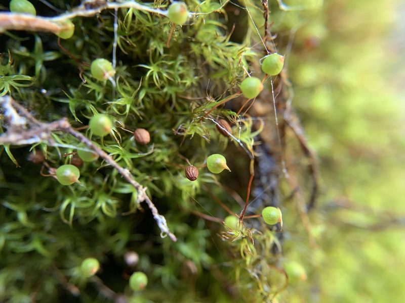Plagiopus oederianus, photographed by Katrin Simon