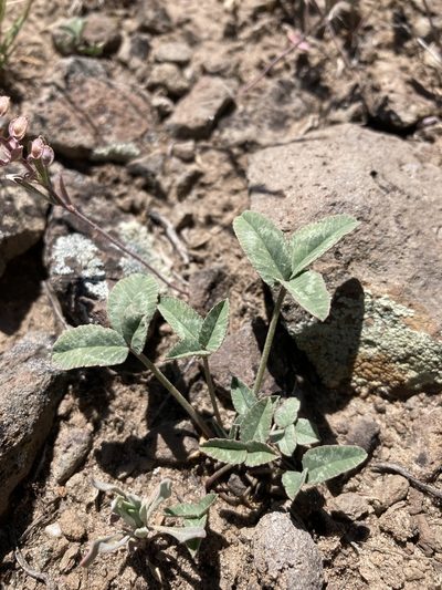 Trifolium gymnocarpon, photographed by Cecelia Alexander