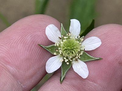 Geum canadense, photographed by Brian Finzel
