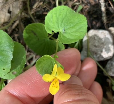 Viola biflora, photographed by Katrin Simon