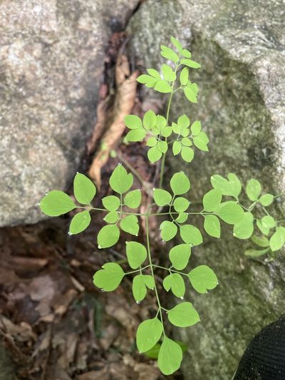 Adlumia fungosa, photographed by Brandon Wheeler