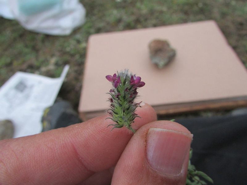 Dalea humilis, photographed by Carlos Martorell