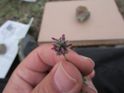 Dalea humilis, photographed by Carlos Martorell