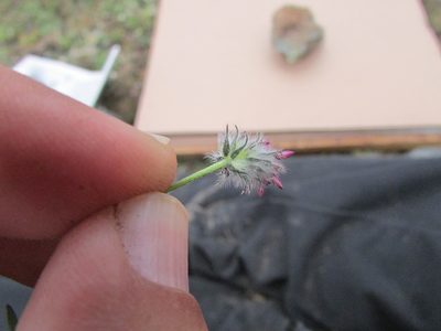 Dalea humilis, photographed by Carlos Martorell