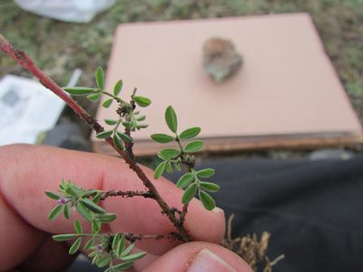 Dalea humilis, photographed by Carlos Martorell