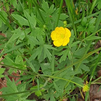 Ranunculus acris, photographed by Cilla Moerman