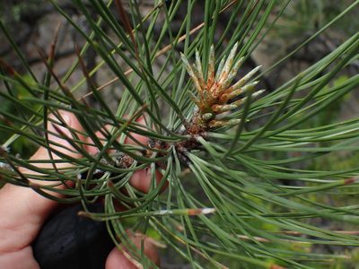 Pinus ponderosa, photographed by Shane Johnson