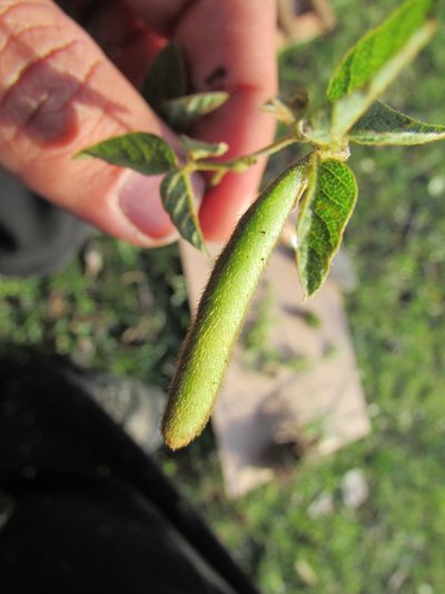 Cologania biloba, photographed by Carlos Martorell