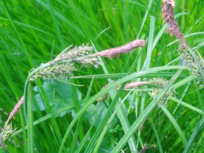 Carex cespitosa, photographed by Татьяна Горбушина