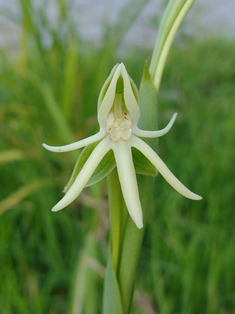Habenaria trifida, photographed by Lucas Kaminski