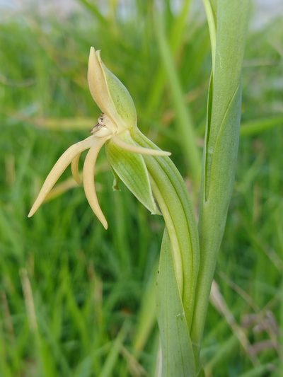 Habenaria trifida, photographed by Lucas Kaminski