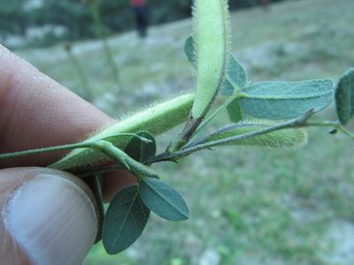 Cologania broussonetii, photographed by Carlos Martorell