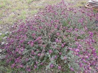 Dalea dorycnioides, photographed by Carlos Martorell
