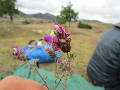 Dalea dorycnioides, photographed by Carlos Martorell